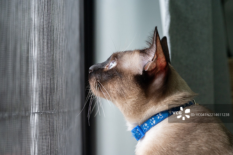 暹罗猫在窗户旁等待主人。暹罗猫是源自泰国的猫种。图片素材