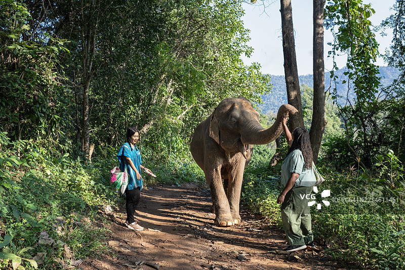 成熟的黑人女性和泰国女性在保护区沿小径牵着大象散步图片素材