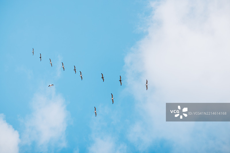 鸟儿在柔和的蓝天和云朵中以V字形飞翔图片素材