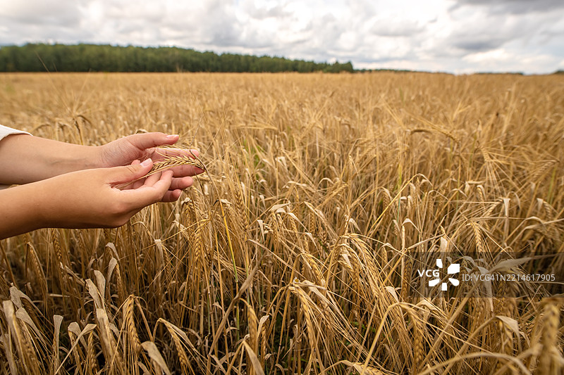 女人的手轻柔地检查田野中的麦穗图片素材
