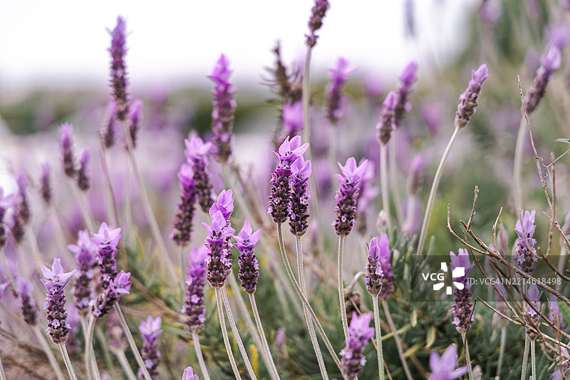 薰衣草间的温柔告别图片素材