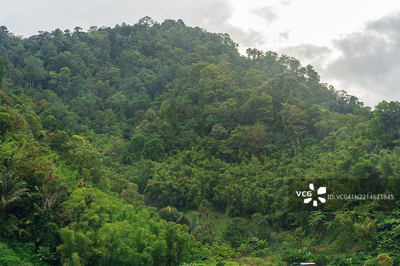 山上的常青树图片素材