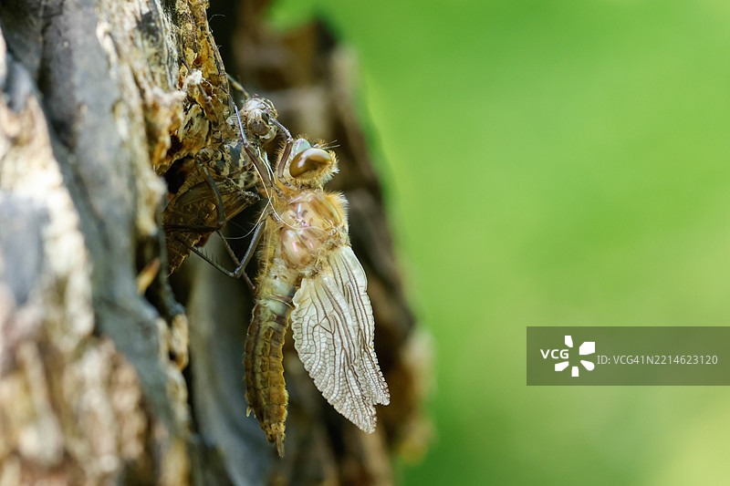 一只稀有的绒翅绿蜻蜓（Cordulia aenea）刚刚从它的蜕皮中出现，位于池塘边缘。图片素材