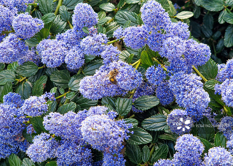 加州紫丁香 (Ceanothus thyrsiflorus)图片素材