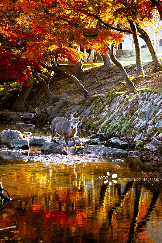奈良公园的梅花鹿与五彩斑斓的枫树，秋季清晨，日本奈良图片素材