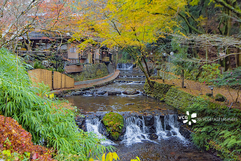 京都岐阜的秋季五彩斑斓的枫树美景图片素材