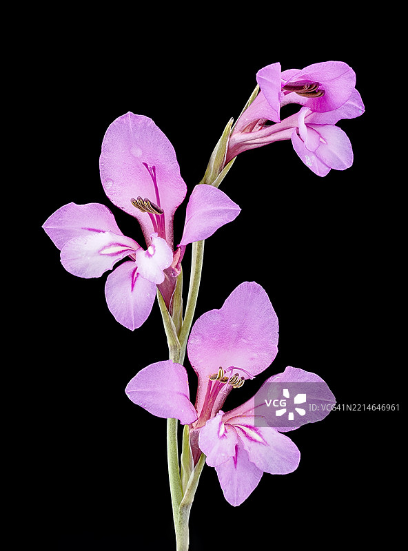 黑色背景上的野生植物与粉色花朵。图片素材