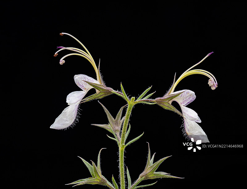 特写，黑色背景上的白色花朵野生植物。图片素材