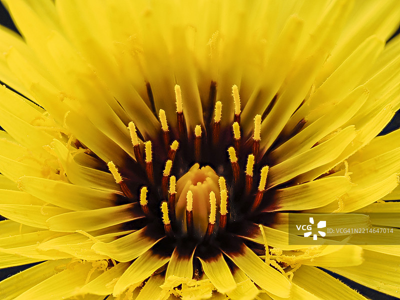 特写，完整画面展示来自菊花科的黄色野花。图片素材