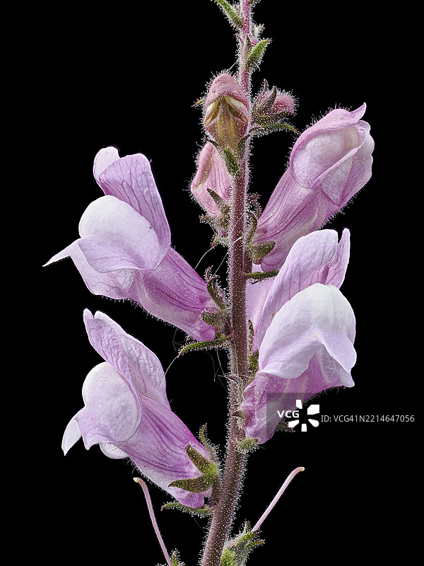 黑色背景上的粉色钟形花野生植物。图片素材