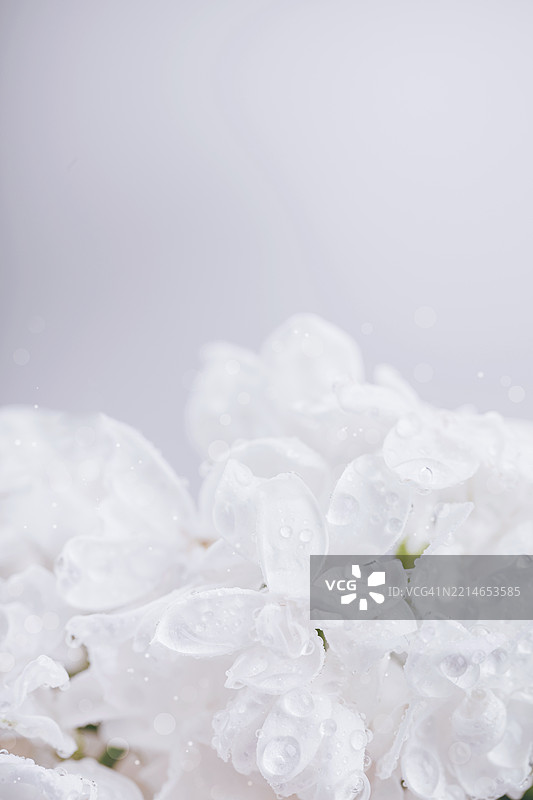 带露珠的白色丁香花与柔和背景图片素材