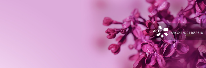 春季丁香花束用于贺卡设计图片素材