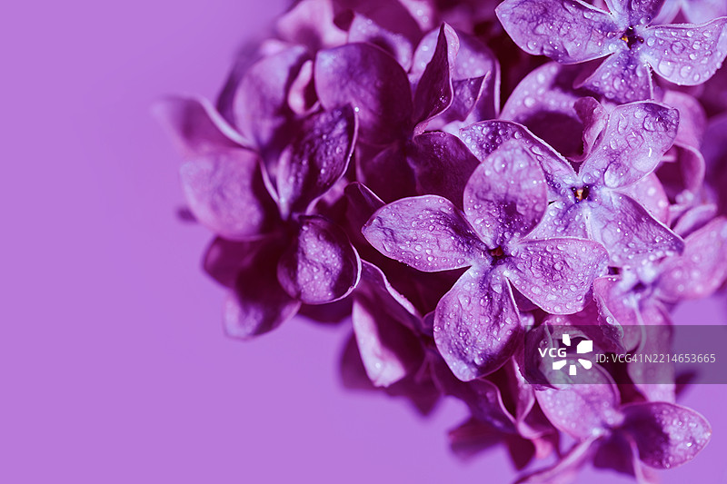 露珠点缀的紫丁香花特写，背景为紫色图片素材