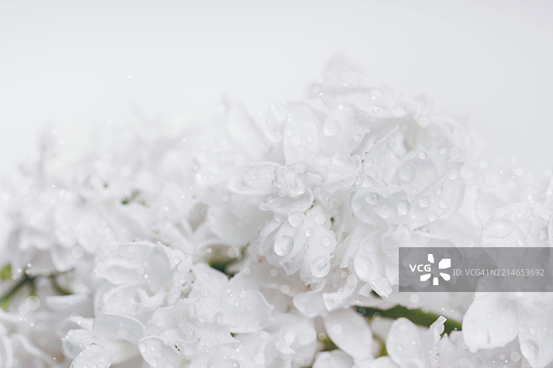 带露水的柔白丁香花，适合季节性设计图片素材