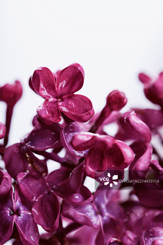 艺术花卉特写与负空间图片素材