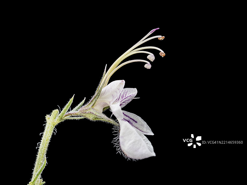 黑色背景下野花器官的细节。图片素材