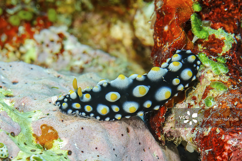 疣海蛞蝓(Phyllidia tula)无壳海蛞蝓在五彩斑斓的珊瑚礁中爬行,太平洋,雅浦岛,雅浦州,卡罗琳群岛,密克罗尼西亚联邦,澳大利亚, 大洋洲图片素材