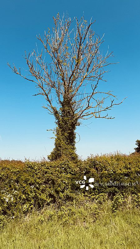 被常见槲寄生（Viscum Album）侵占的枯树特写镜头图片素材