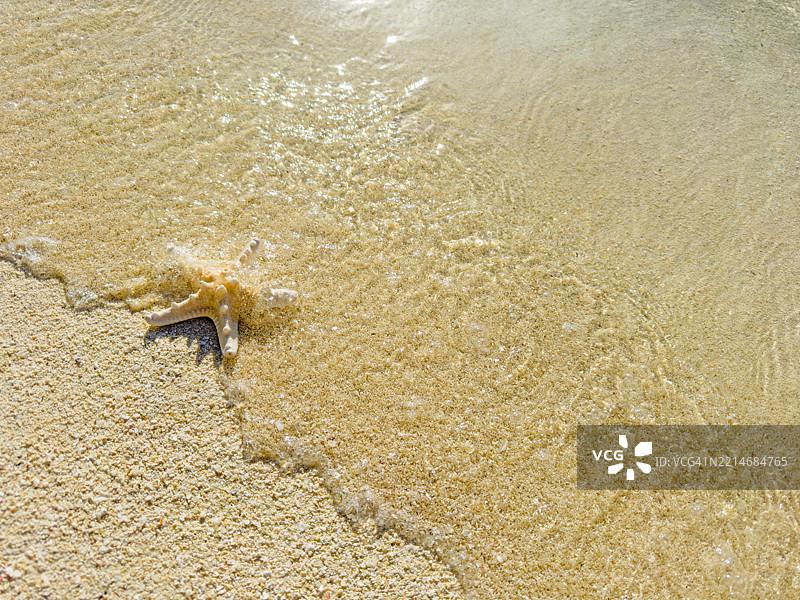 海滩边缘的海星图片素材
