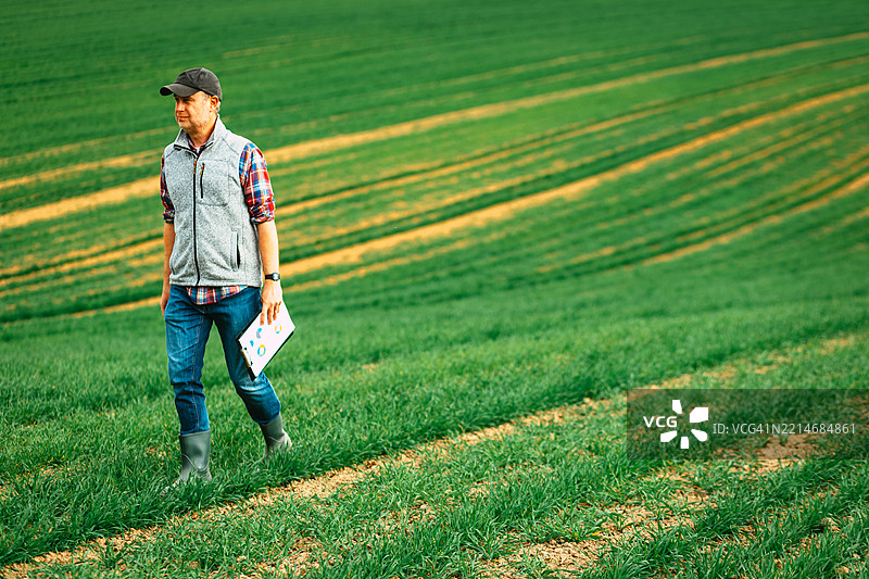 农民在大麦田里行走图片素材