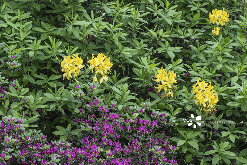 杜鹃花（日本杜鹃和黄杜鹃），埃姆斯兰，下萨克森，德国，欧洲图片素材