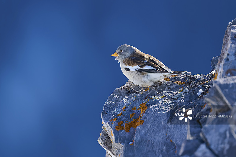雪雀(Montifringilla nivalis),一只鸟安静地坐在岩石上,背景是蓝天,地点:瑞士瓦莱州莱克巴德的杰米山口。图片素材