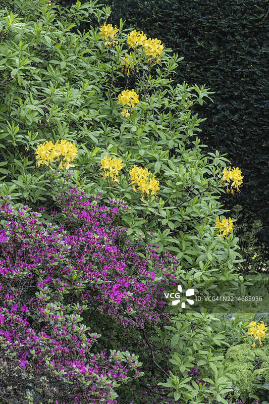 杜鹃花（日本杜鹃和黄杜鹃），埃姆斯兰，下萨克森，德国，欧洲图片素材