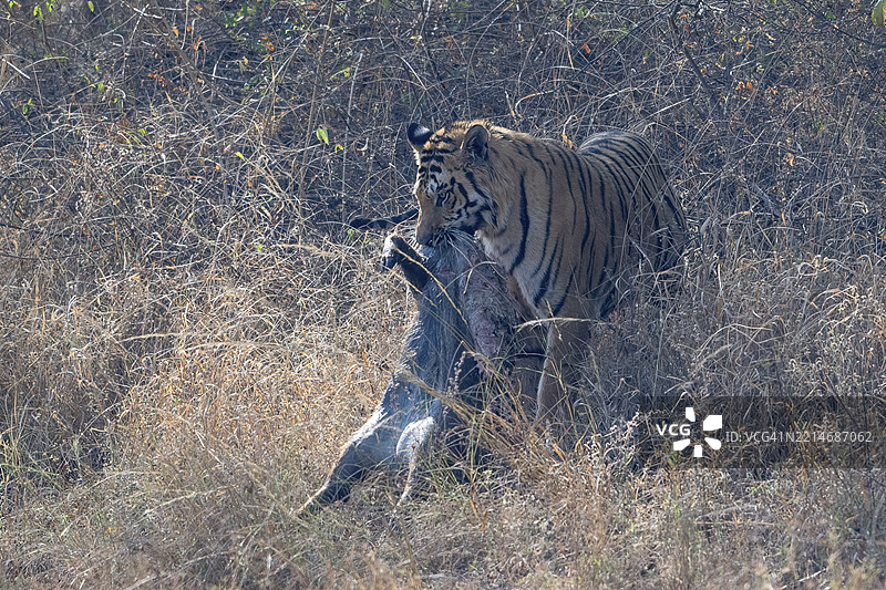 老虎（美洲虎属），孟加拉虎或印度虎，大型猫科动物（豹亚科），食肉动物（食肉目），极度濒危，捕杀的野猪（野猪），萨图拉国家公园，虎保护区，中央邦，帕奇马尔希生物圈保护区，印度，亚洲图片素材