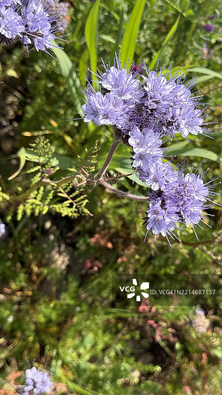 满开状态下的紫丁香蕾丝花（Phacelia tanacetifolia）特写图片素材