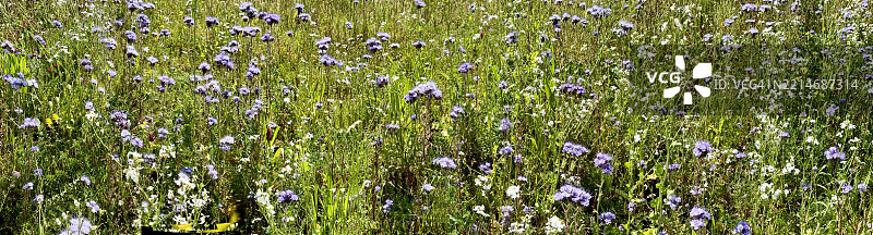 满开状态下的紫丁香蕾丝花（Phacelia tanacetifolia）特写图片素材