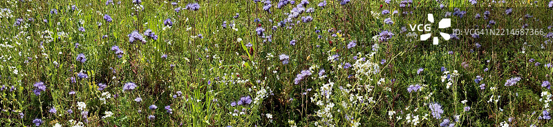 满开状态下的紫丁香蕾丝花（Phacelia tanacetifolia）特写图片素材