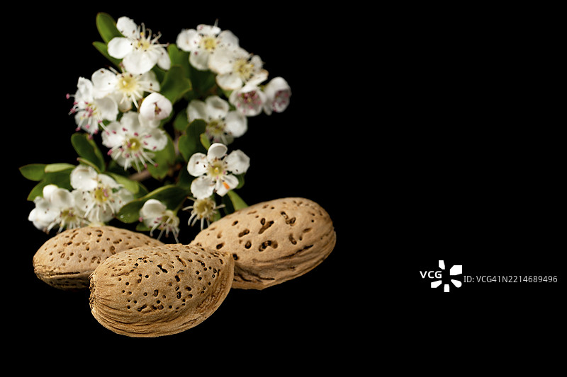 带壳的杏仁与杏花在纯黑色背景上展示图片素材