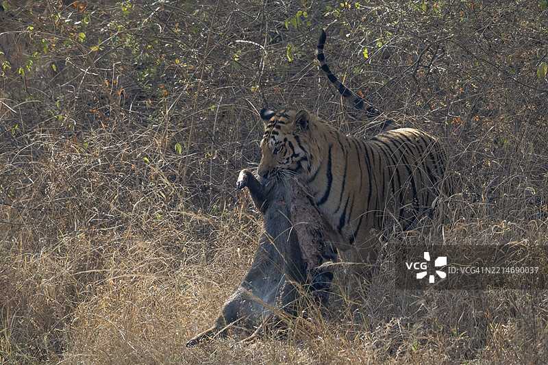 老虎（美洲虎属），孟加拉虎或印度虎，大型猫科动物（豹亚科），食肉动物（食肉目），极度濒危，捕杀的野猪（野猪），萨图拉国家公园，虎保护区，中央邦，帕奇马尔希生物圈保护区，印度，亚洲图片素材