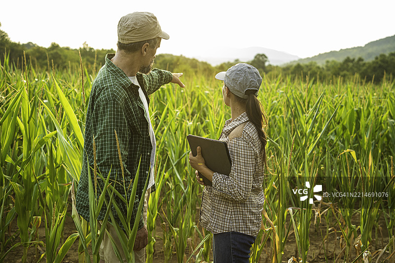 智能农业。农民在日落时分的玉米田中使用平板电脑。图片素材