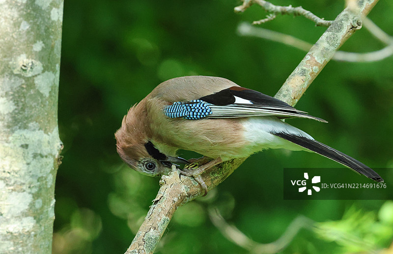 一只松鸦（Garrulus glandarius）栖息在树枝上，正在吃一只蜗牛。图片素材