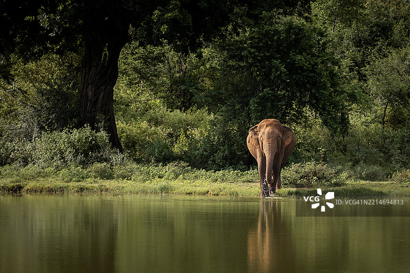 热带雨林中的野生大象在湖边饮水图片素材