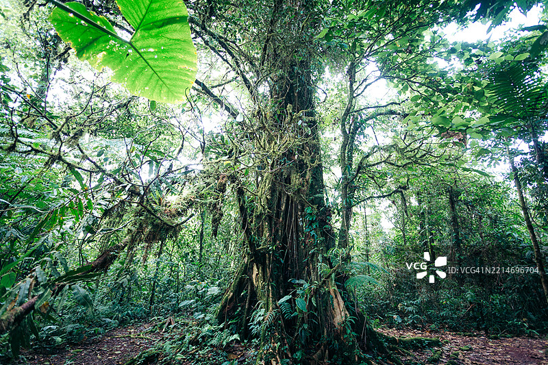 郁郁葱葱的雨林树冠，展示了生物多样性和自然之美。图片素材