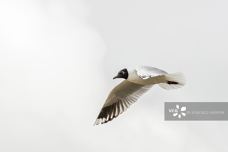 海鸥（Larinae），厄瓜多尔，科托帕希，南美洲图片素材