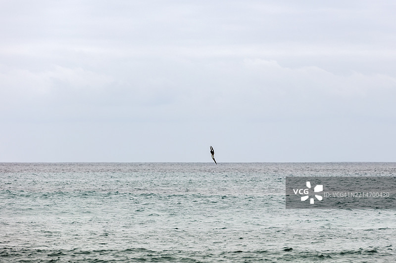 白腹鲣鸟（Sula leucogaster），圣克里斯托瓦尔，加拉帕戈斯，厄瓜多尔，南美洲图片素材