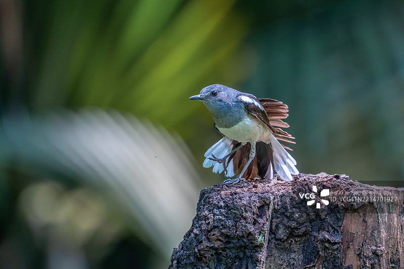 东方鹊鸲鸟振动羽毛。图片素材