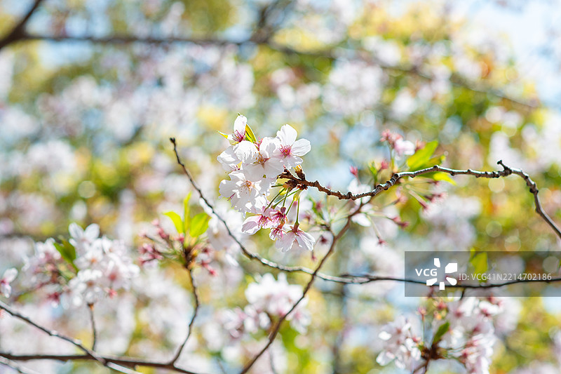 在日本樱花柔和的粉色 canopy 下，春天轻声诉说着它的到来——短暂、美丽而难以忘怀。图片素材