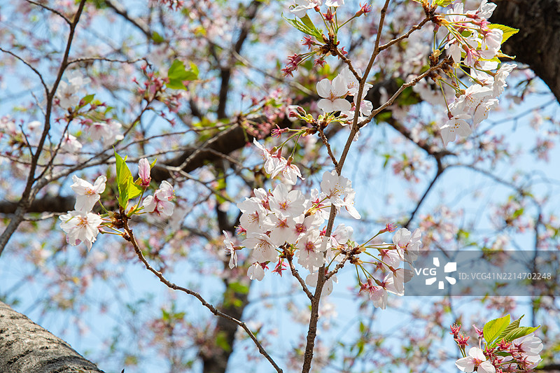 在日本樱花柔和的粉色 canopy 下，春天轻声诉说着它的到来——短暂、美丽而难以忘怀。图片素材
