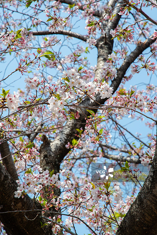 在日本樱花柔和的粉色 canopy 下，春天轻声诉说着它的到来——短暂、美丽而难以忘怀。图片素材