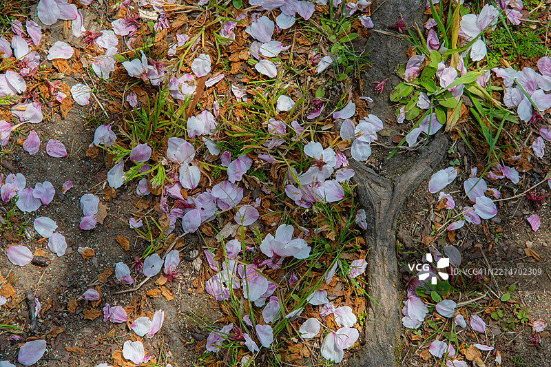 在日本樱花柔和的粉色 canopy 下，春天轻声诉说着它的到来——短暂、美丽而难以忘怀。图片素材