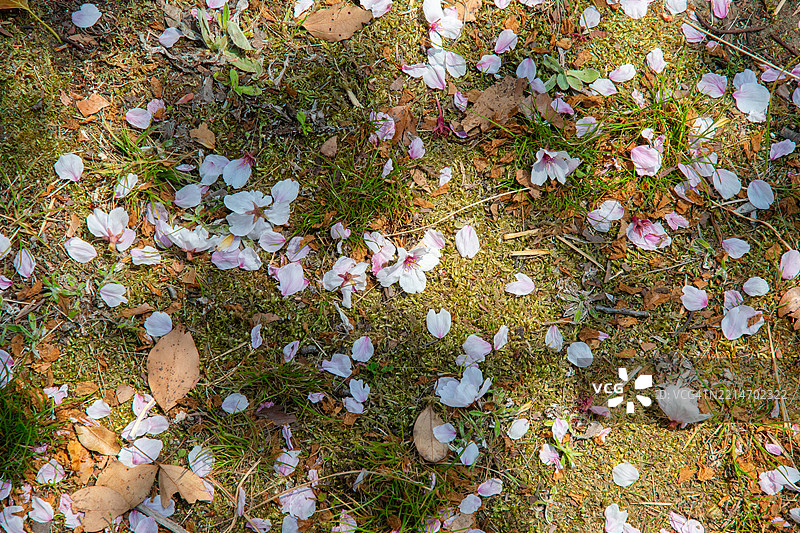 在日本樱花柔和的粉色 canopy 下，春天轻声诉说着它的到来——短暂、美丽而难以忘怀。图片素材