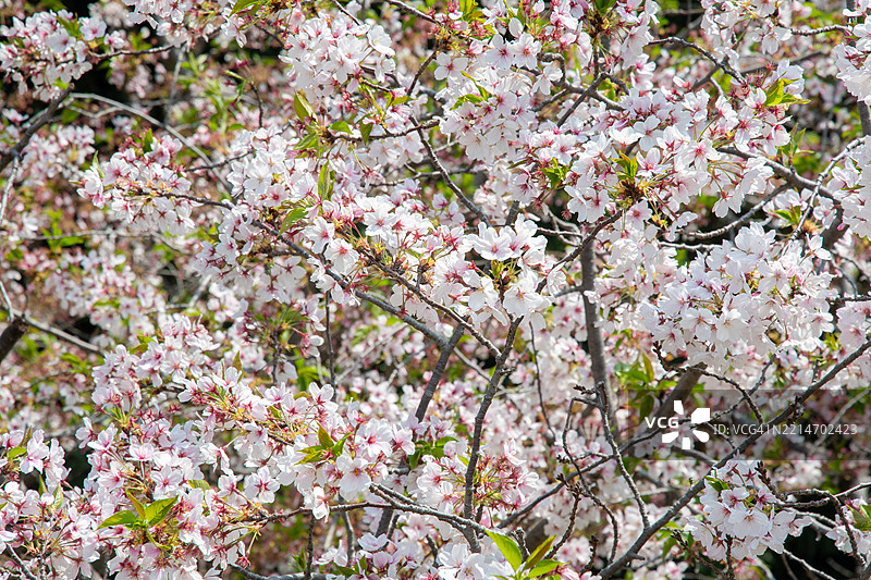 在日本樱花柔和的粉色 canopy 下，春天轻声诉说着它的到来——短暂、美丽而难以忘怀。图片素材