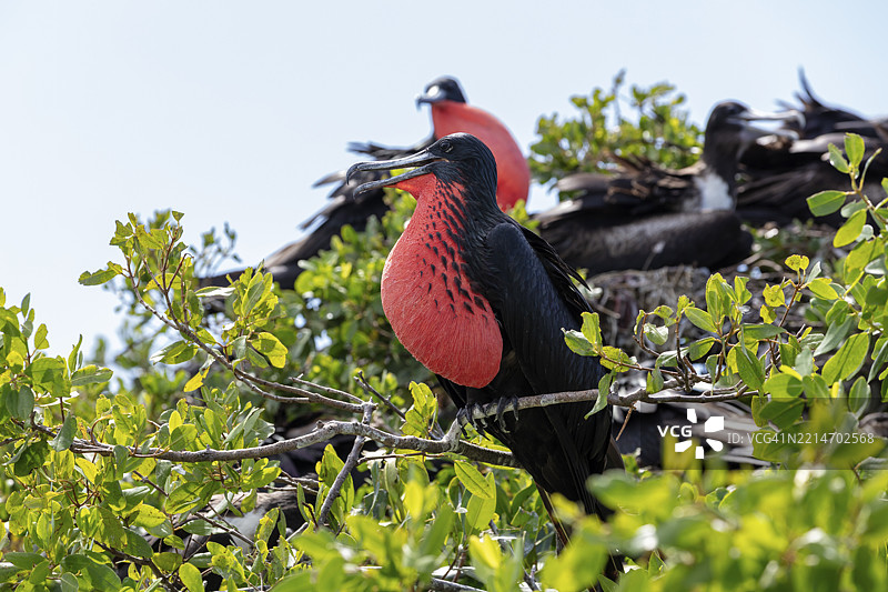 军舰鸟（Fregatidae，Fregata），哥伦比亚，罗萨里奥群岛，南美洲图片素材