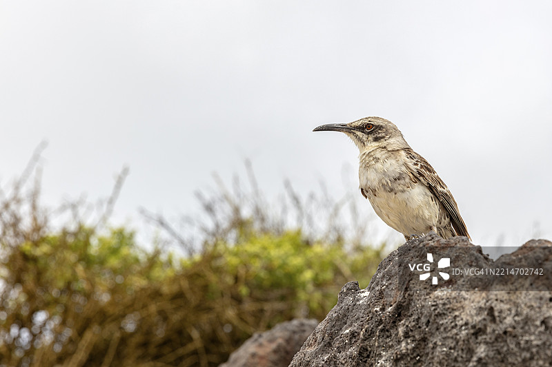 加拉帕戈斯嘲鸫(Mimus parvulus,别名:Nesomimus parvulus),加拉帕戈斯,厄瓜多尔,南美洲图片素材
