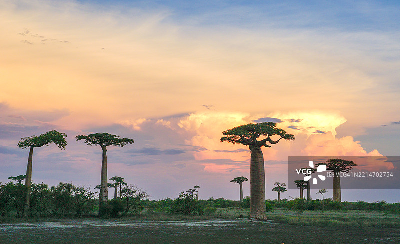 马达加斯加非洲岛屿上美丽的猴面包树下绚丽的日落图片素材
