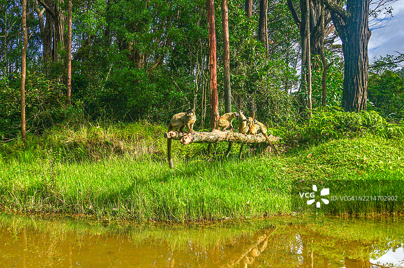 一群野生棕色狐猴在印度洋的非洲马达加斯加岛上图片素材